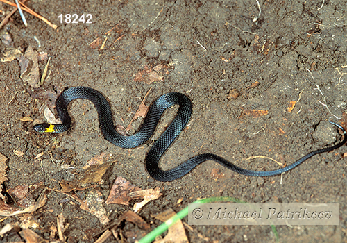 Ringneck Coffee Snake (Ninia diademata)